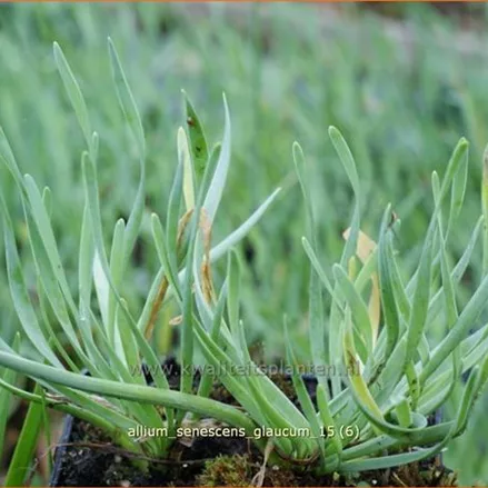 Allium senescens 'Glaucum'