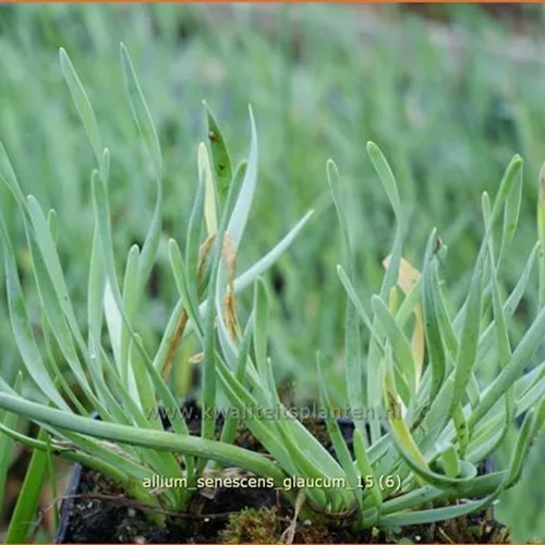 Allium senescens 'Glaucum'
