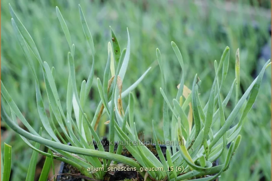 Allium senescens 'Glaucum'