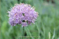 Allium senescens 'Glaucum'