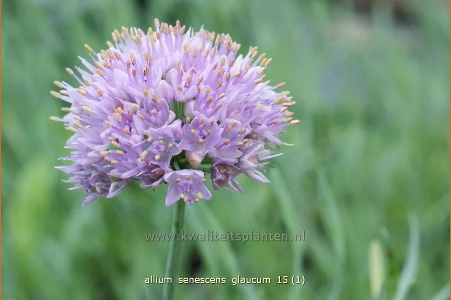 Allium senescens 'Glaucum'