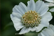 Achillea ptarmica 'Nana Compacta'