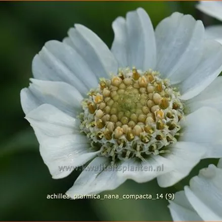 Achillea ptarmica 'Nana Compacta'