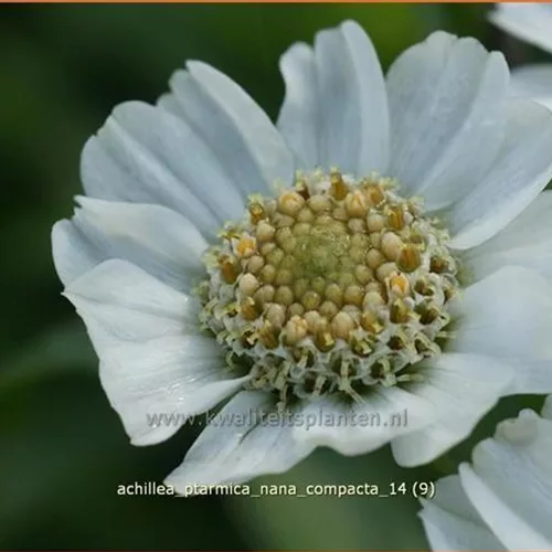 Achillea ptarmica 'Nana Compacta'