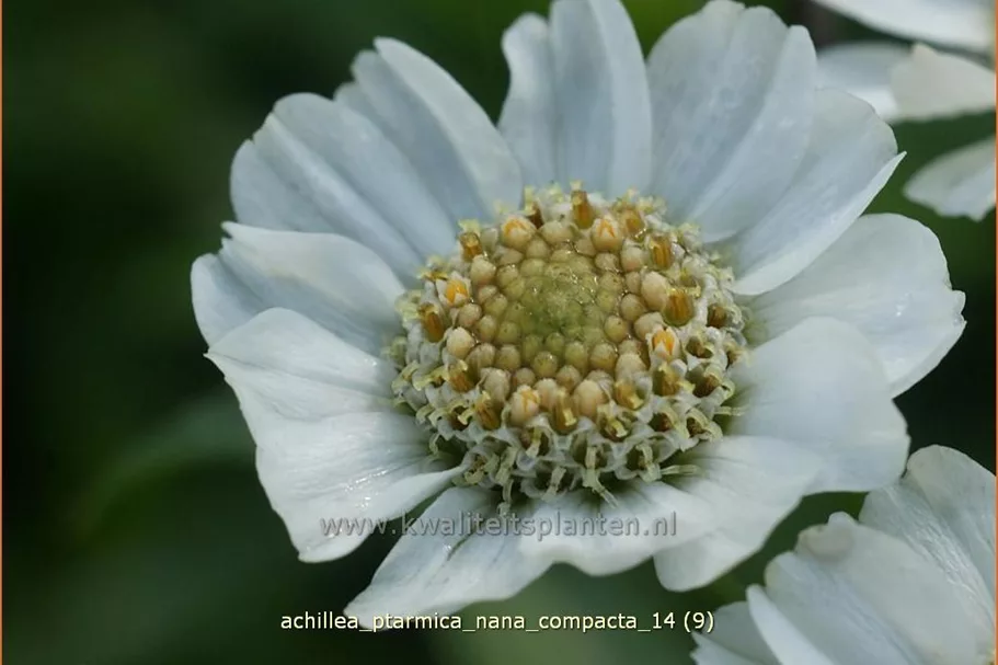Achillea ptarmica 'Nana Compacta'