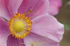Anemone hupehensis 'Praecox'