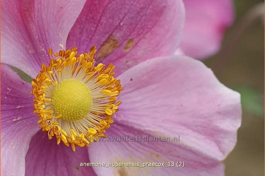 Anemone hupehensis 'Praecox'