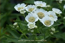 Achillea ptarmica 'Nana Compacta'