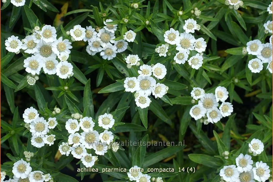 Achillea ptarmica 'Nana Compacta'