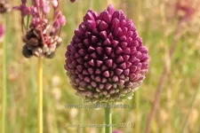 Allium sphaerocephalon