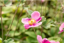 Anemone hupehensis 'Praecox'