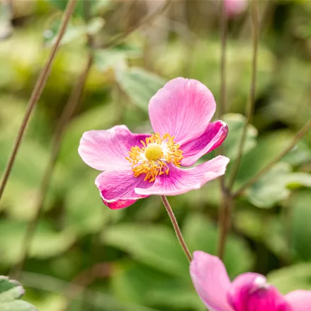 Anemone hupehensis 'Praecox'