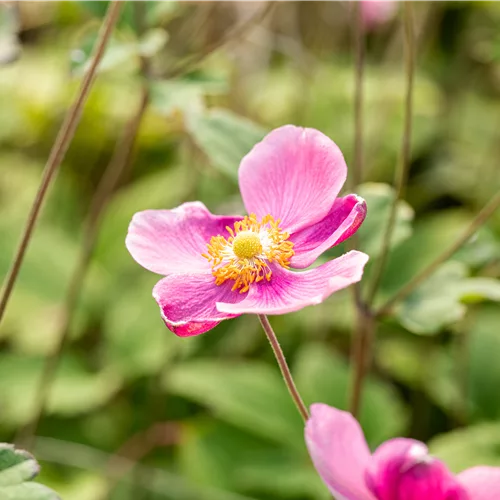 Anemone hupehensis 'Praecox'