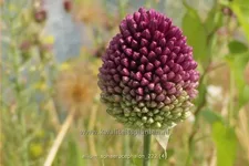 Allium sphaerocephalon