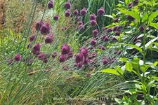 Allium sphaerocephalon