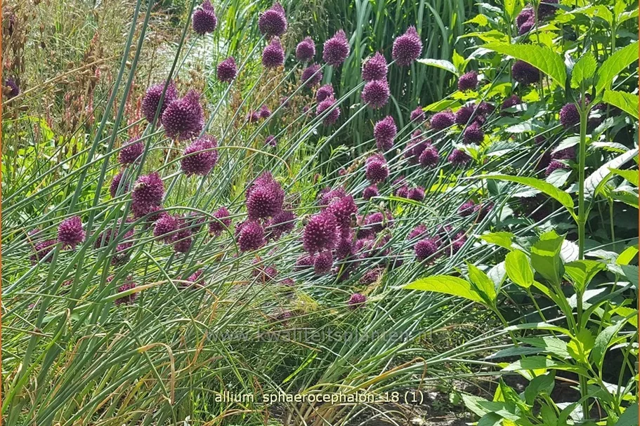 Allium sphaerocephalon