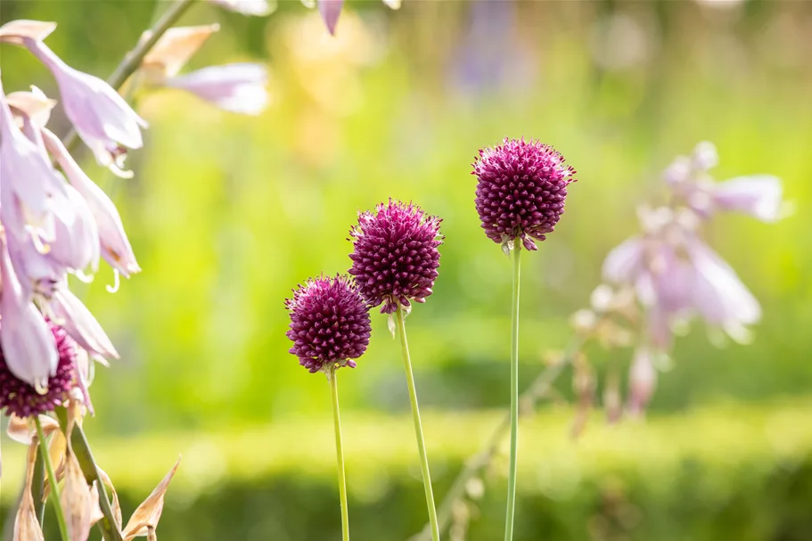 Allium sphaerocephalon