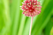 Allium sphaerocephalon