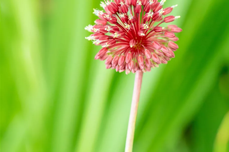 Allium sphaerocephalon