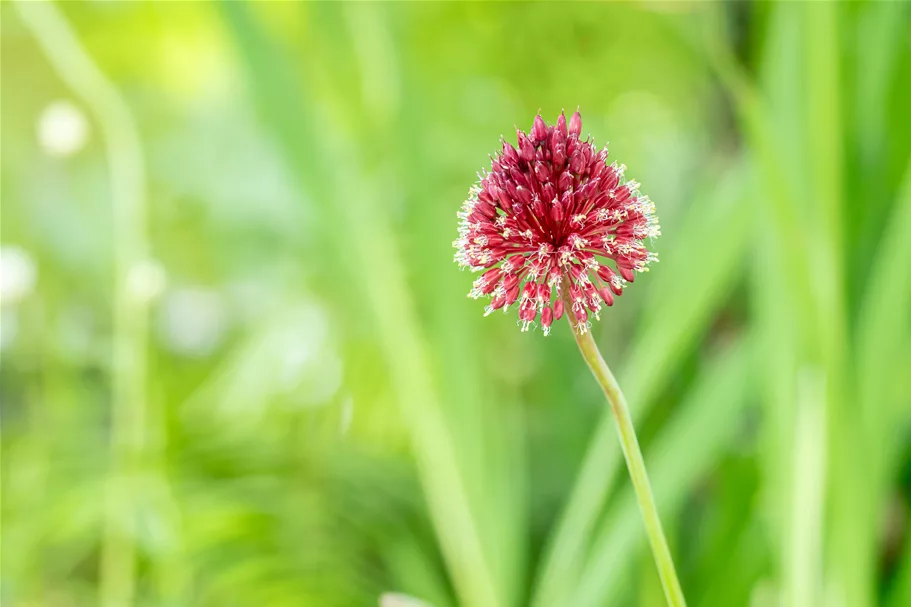 Allium sphaerocephalon