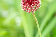 Allium sphaerocephalon