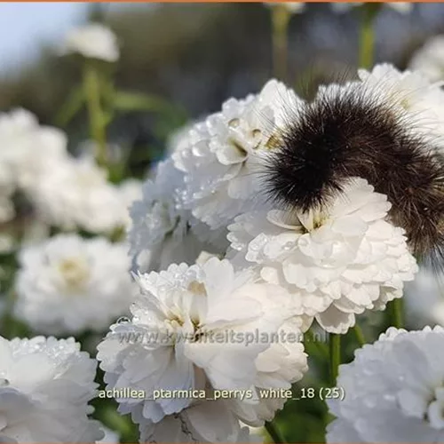 Achillea ptarmica 'Perry´s White'