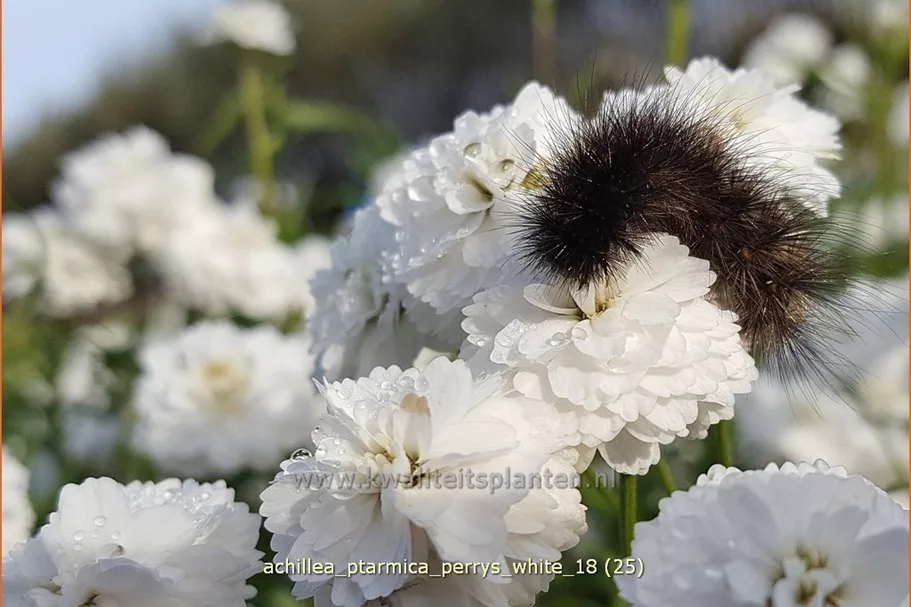 Achillea ptarmica 'Perry´s White'
