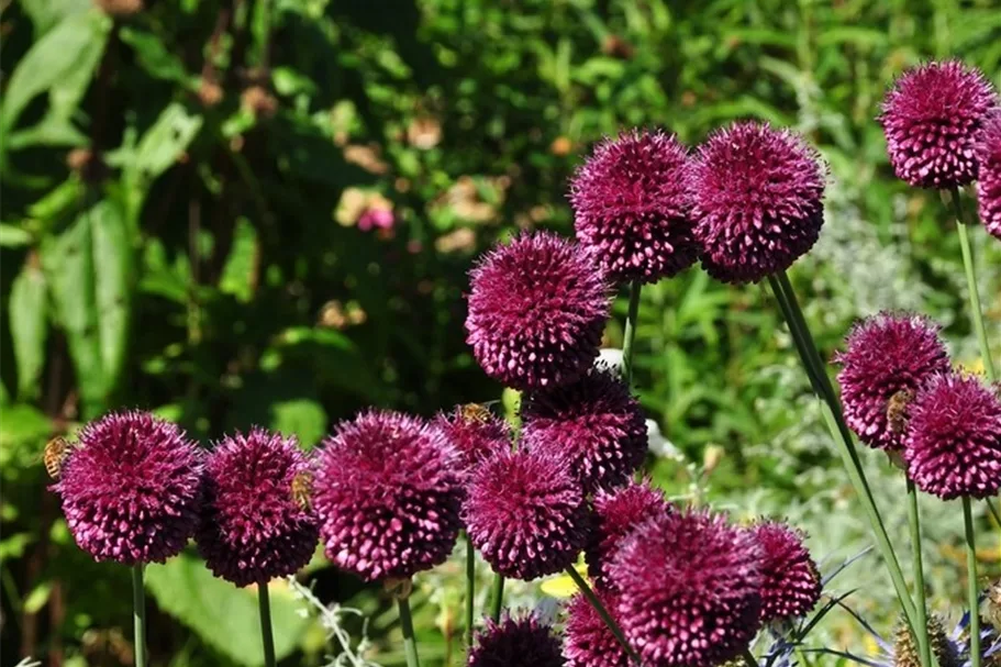 Allium sphaerocephalon