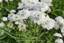 Achillea ptarmica 'Perry´s White'
