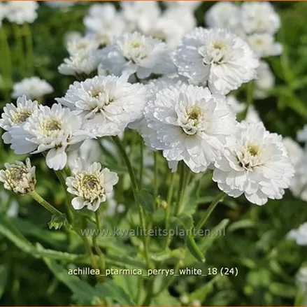Achillea ptarmica 'Perry´s White'