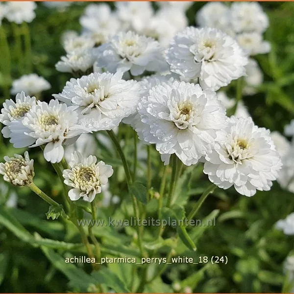 Achillea ptarmica 'Perry´s White'