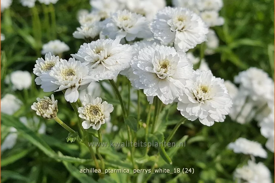 Achillea ptarmica 'Perry´s White'