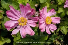 Anemone hupehensis 'Pretty Lady Emily'®