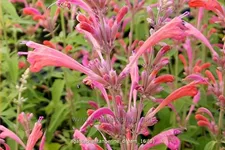 Agastache barberi 'Tangerine Dream'