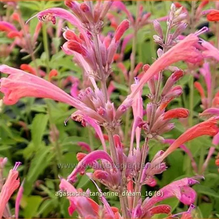 Agastache barberi 'Tangerine Dream'