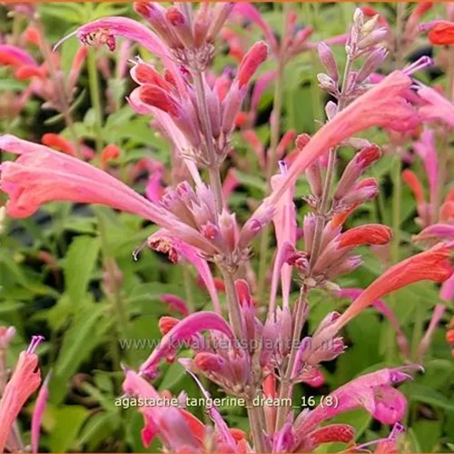 Agastache barberi 'Tangerine Dream'