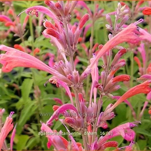 Agastache barberi 'Tangerine Dream'