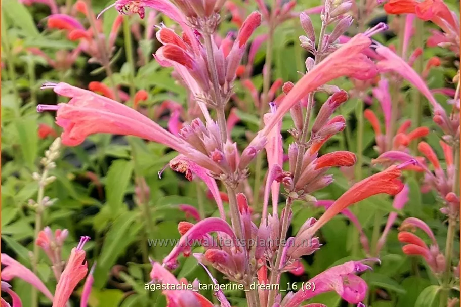 Agastache barberi 'Tangerine Dream'