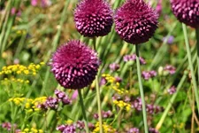 Allium sphaerocephalon