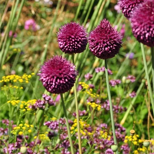 Allium sphaerocephalon