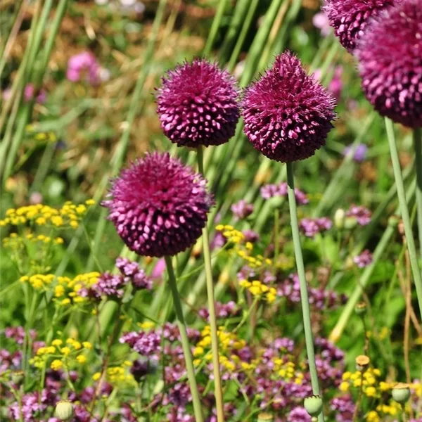 Allium sphaerocephalon