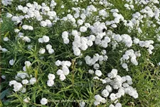 Achillea ptarmica 'Perry´s White'
