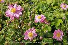 Anemone hupehensis 'Pretty Lady Emily'®
