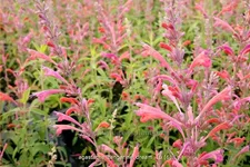 Agastache barberi 'Tangerine Dream'
