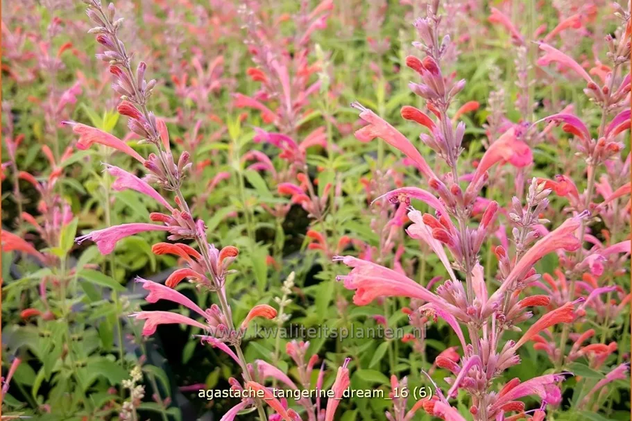 Agastache barberi 'Tangerine Dream'