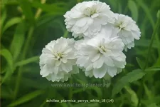 Achillea ptarmica 'Perry´s White'