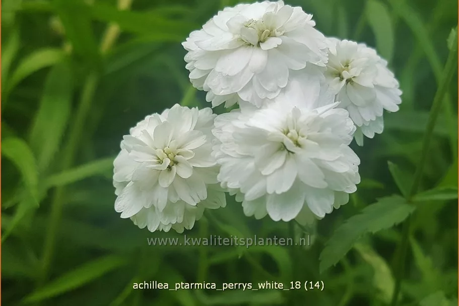 Achillea ptarmica 'Perry´s White'