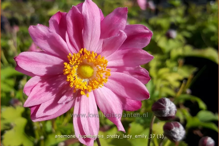 Anemone hupehensis 'Pretty Lady Emily'®