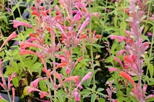 Agastache barberi 'Tangerine Dream'