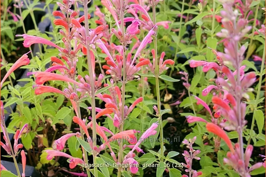 Agastache barberi 'Tangerine Dream'